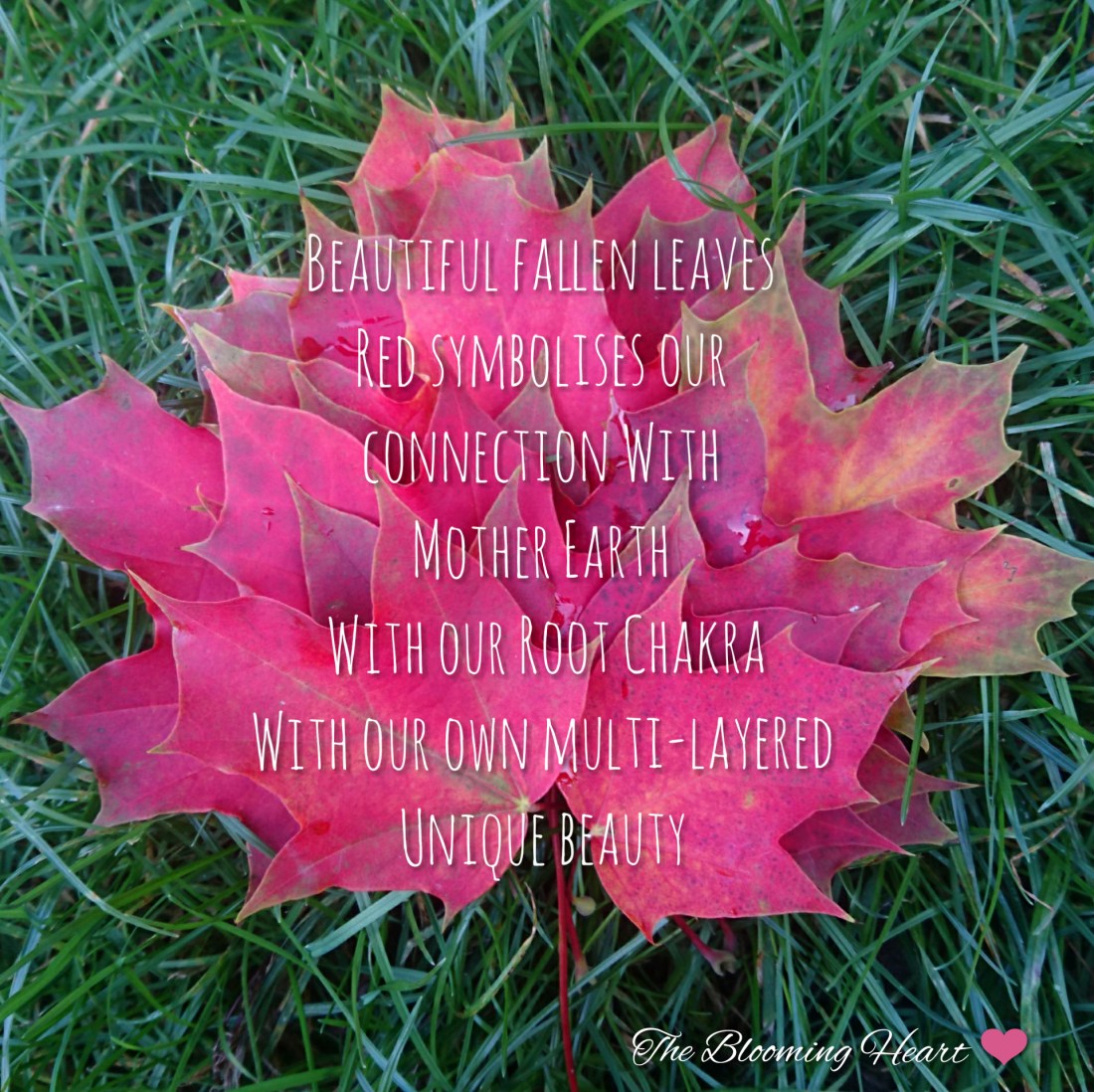 fallen leaves cropped quote