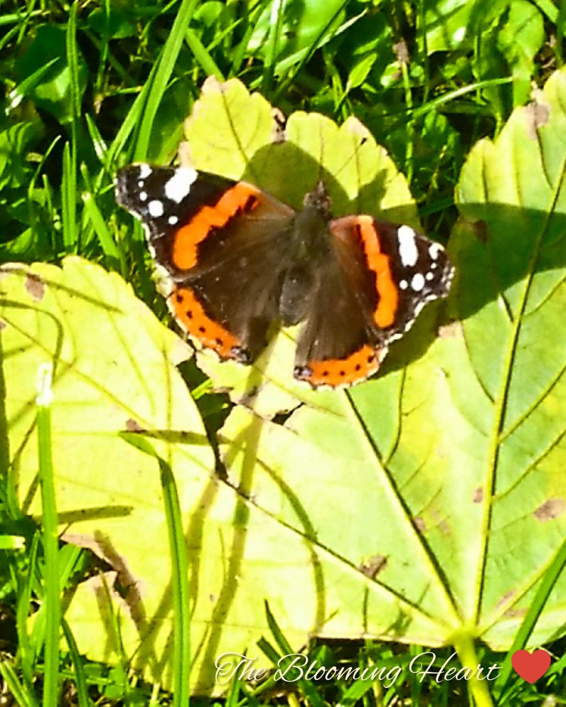 IMG_20181011_144557_858