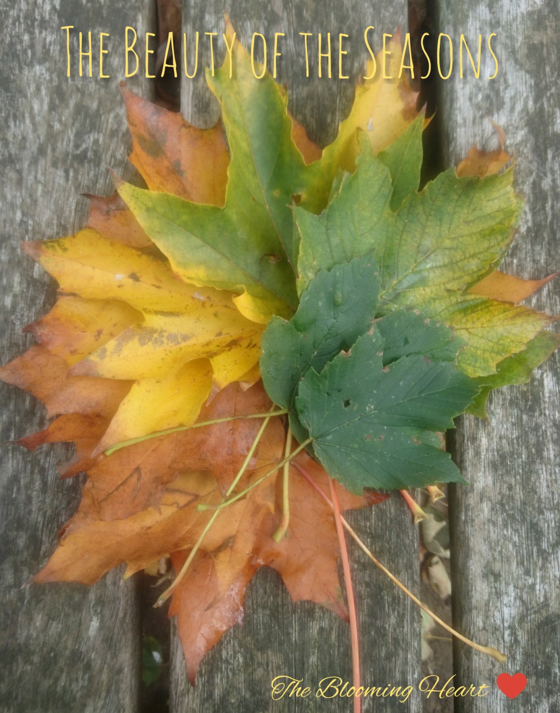 inCollage_20181025_142801287