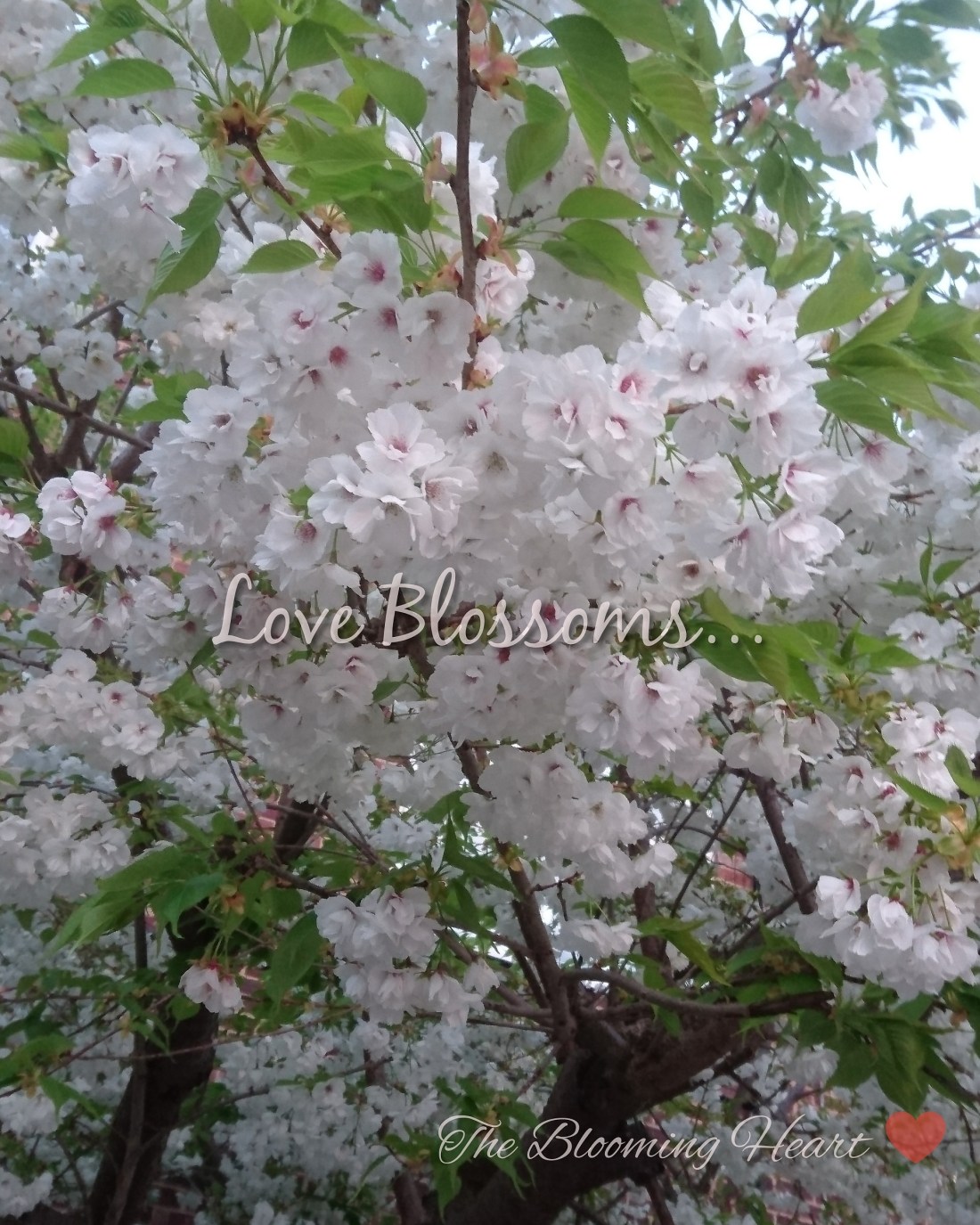 IMG_20190501_192345_848